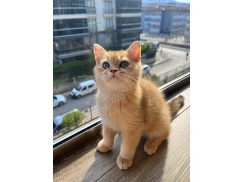 Full şecereli golden erkek yavrumuz british longhair