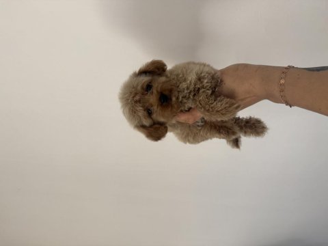 Aşılı dişi ve erkek kore maltipoo yavrular