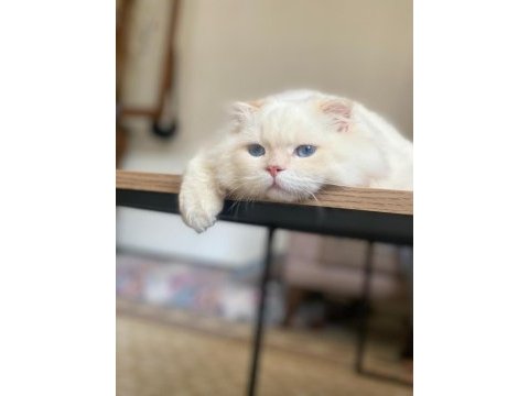 Eşleştirme ilanı scottish fold kedimiz için