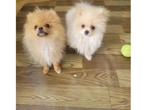 Pomeranian boo 6 aylık
