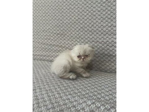 Scottish fold yavrularımız kendi kedilerimiz