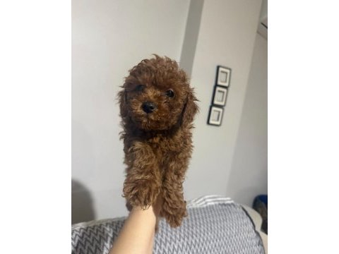 Güzeler güzeli kilo garantili poodle bebekler