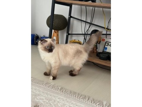 Scottish fold kedimiz
