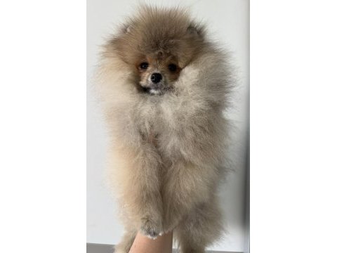 Pomeranian boo harika yavrumuz