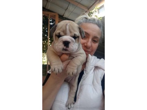 Tombik ingiliz bulldog yavrumuz