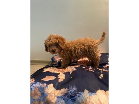 Toy poodle dişi