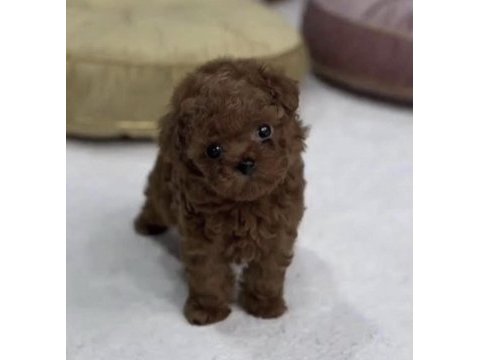 Toy poodle sağlıklı