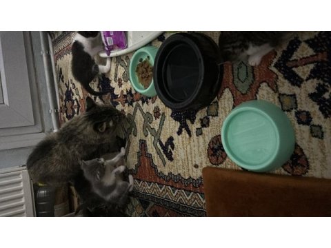 2 aylık yavru kediler