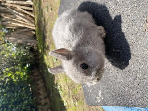 Cüce tavşan yavruları