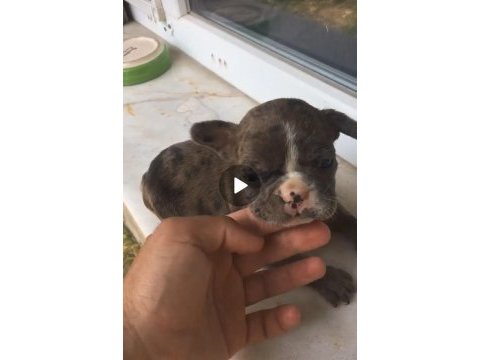 Tombik french bulldog merleler yuvadan uçmaya hazır