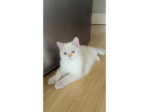 5 british shorthair golden point erkek