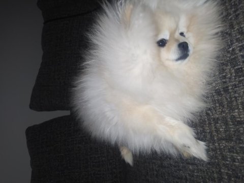 İki tane pomeranian boo ilgilenen arasın