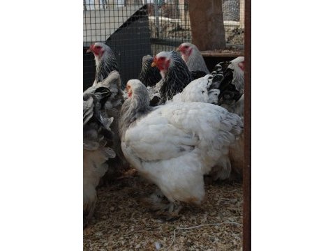 Light blue brahma kuluçkalık yumurta & civciv