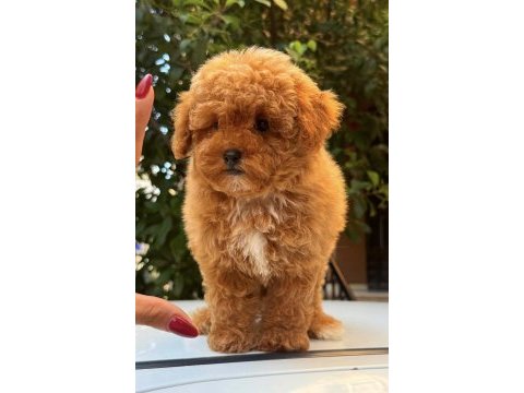 Red maltipoo dişi teddy surat