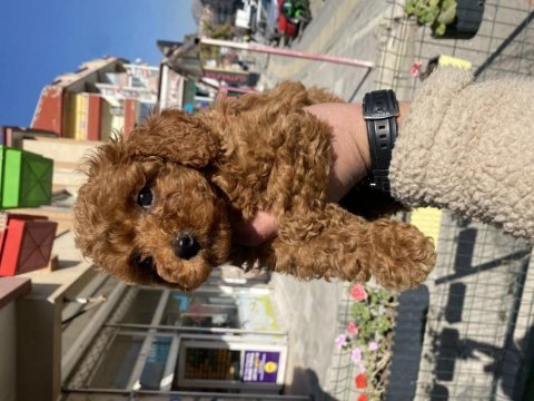 Kore kanı orijinal red brown toy poodle dişi