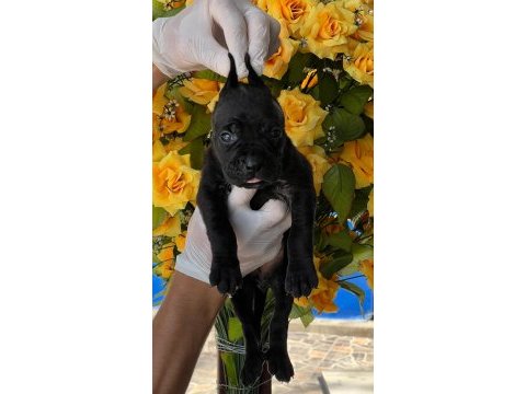Cane corso yavrularımız büyüdü