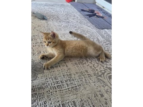 Erkek 3 aylık british shorthair golden