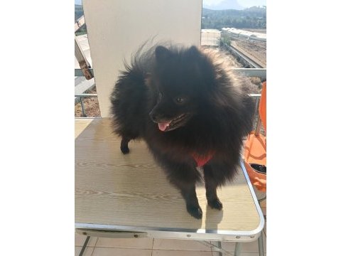 Pomeranian 8 aylık aşıları yapıldı erkek