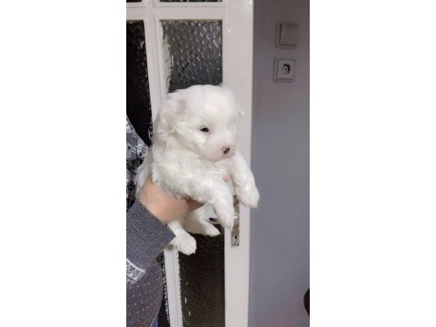 Minnoş terrier