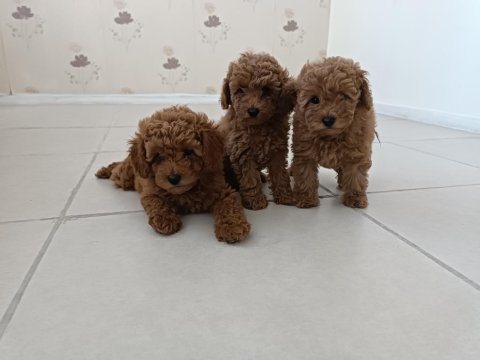 4 yaşında dişi poodle