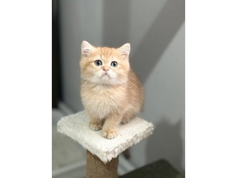 Golden iki aylık kedimiz