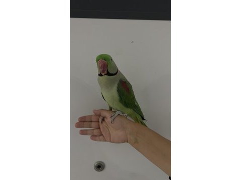 Asalet abidesi alexander papağanı