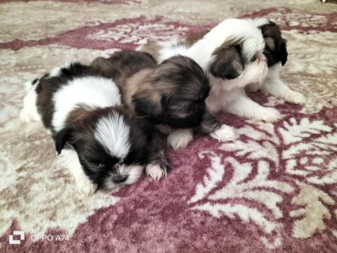 Shih tzu şitsu 0 numara yavrular