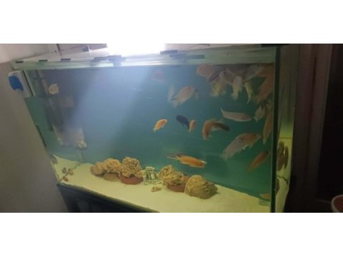 1 metre akvaryum