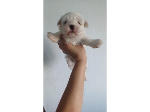 Top kafa orjinal maltese