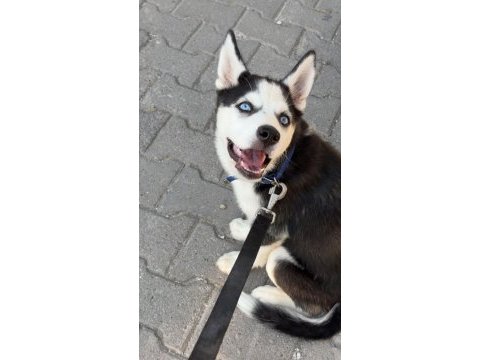 5 aylık aşıları tam husky