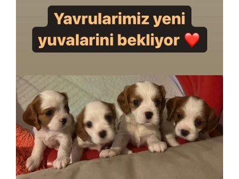 Kendi king charles yavrularımız