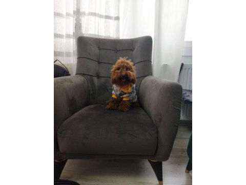 Orjinal teacup poodle