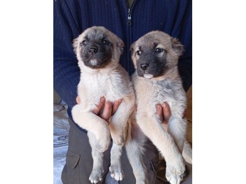 Sahibinden kangal yavruları