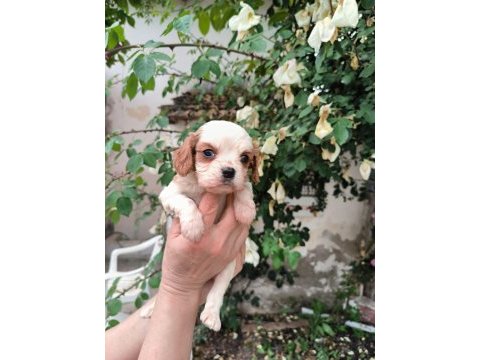 Irk garantili cavalier king charles yavrular