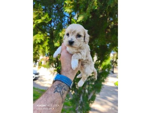 Maltipoo köpeği