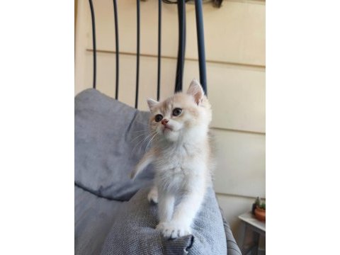 British shorthair kedimiz minoşa yeni yuva arıyoruz