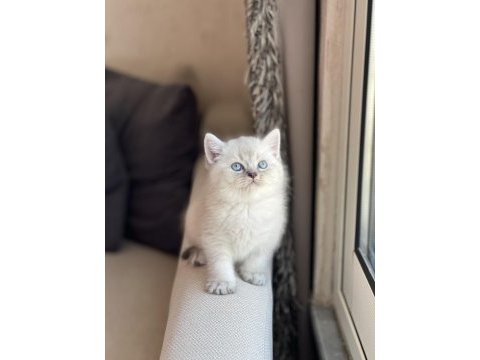 Silver point güzellik abidesi british shorthair 