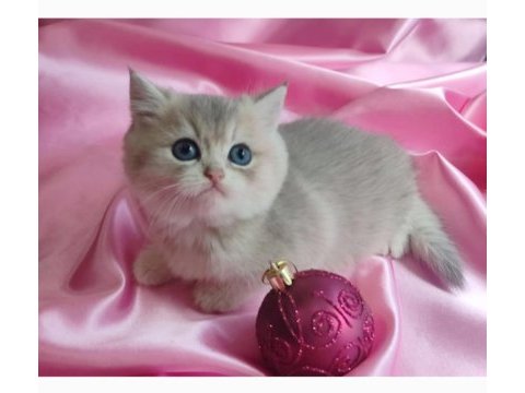British shorthair yavru 1 aylık