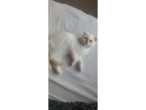 Scottish fold 30 mayıs doğumlu