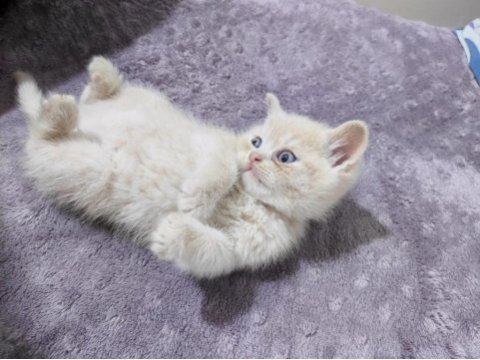 2 adet erkek british shorthair