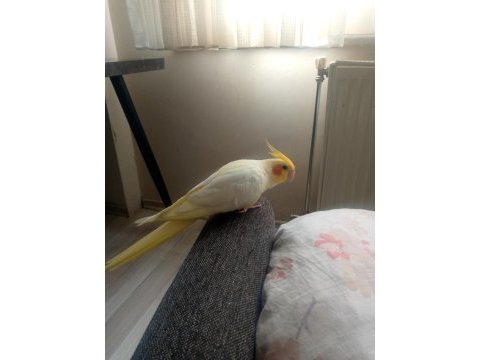 Sultan papağanı oğlumuzu sahiplendirmek istiyoruz