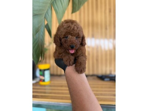 Maltipoo bebekler referans yavrum