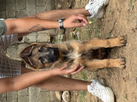 A şecereli alman çoban köpeği yavruları