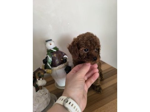 Orjinal kore kanı taşıyan erkek poodle yavrusu