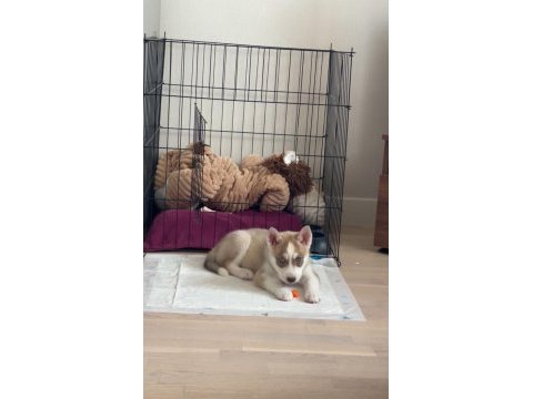 Orjinal erkek husky