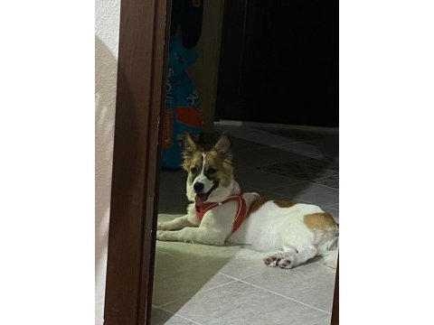 1.5 yaşında corgi melezi kızı sahiplendirmek istiyorum