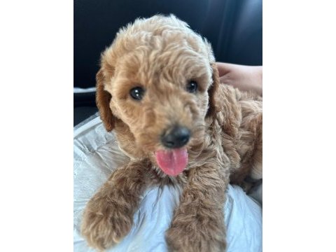 2 aylık toy poodle