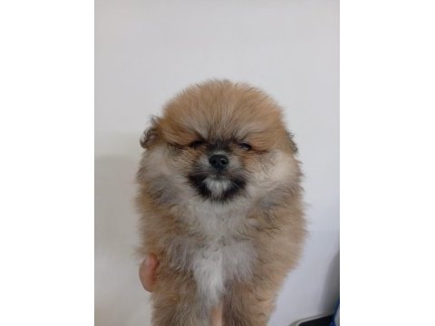 Safkan pomeranian boo erkek yavru