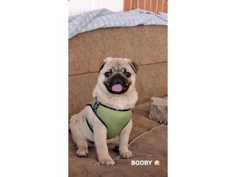 9 aylık pug erkek