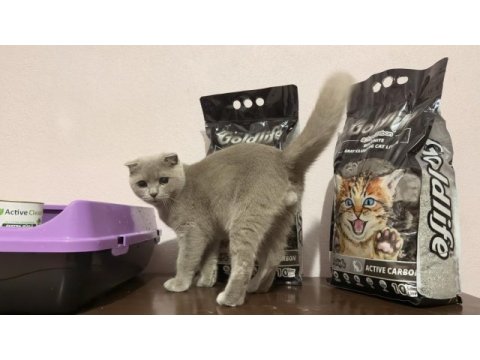 Sahiplendirilecek 4 aylık kedimiz scottish fold
